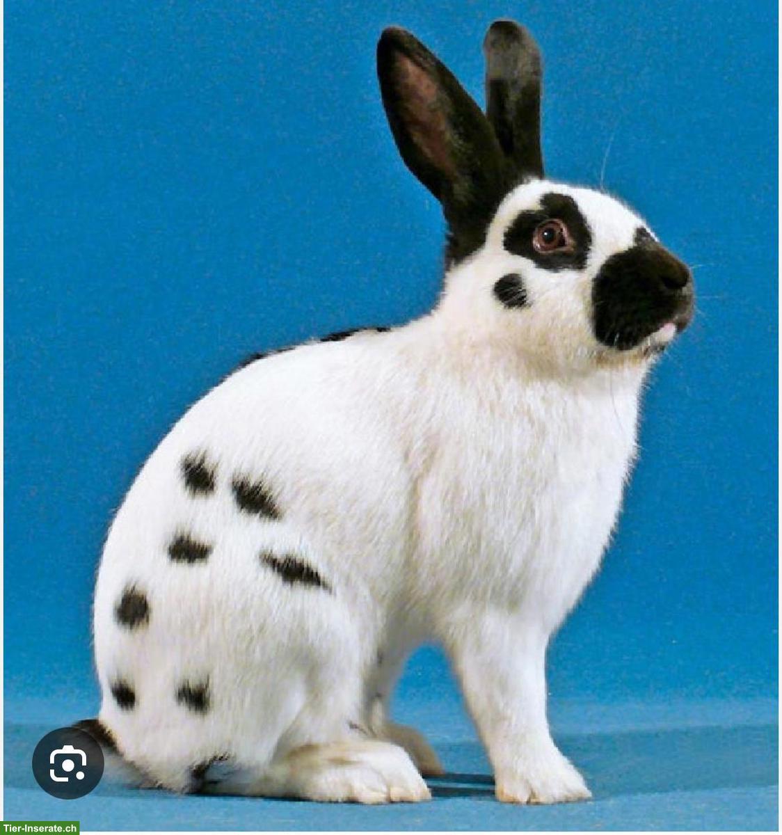 Suche Tschechische Schecke, blau oder schwarz