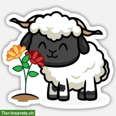 Schwarznasenschaf Bock/Widder gesucht