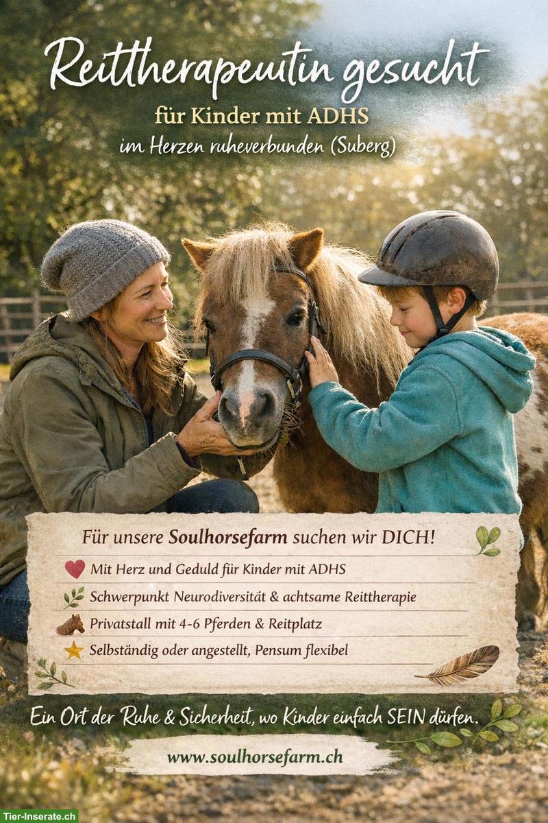 Reittherapeutin gesucht - auf der Soulhorse Farm in Suberg