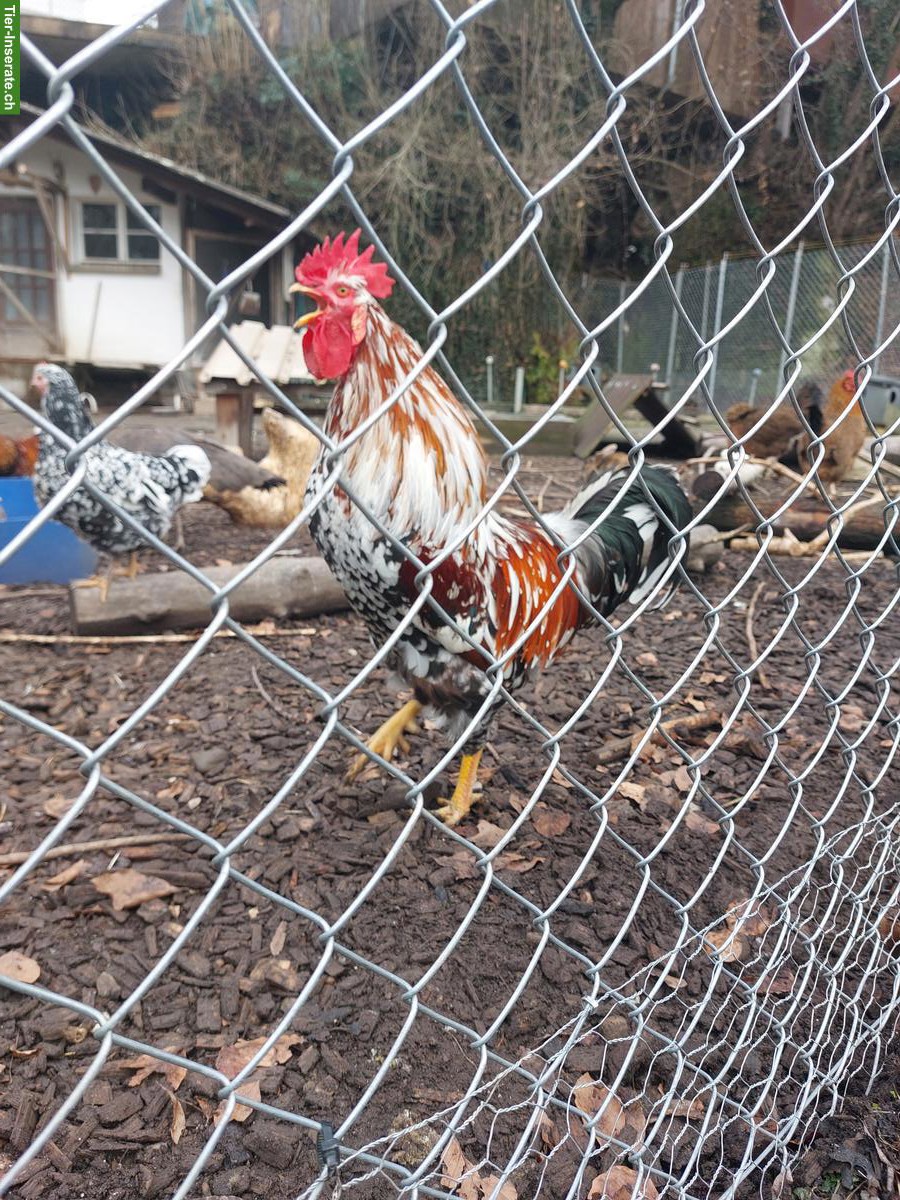 Schwedisches Blumenhuhn-Hahn sucht neue Hühnerschar