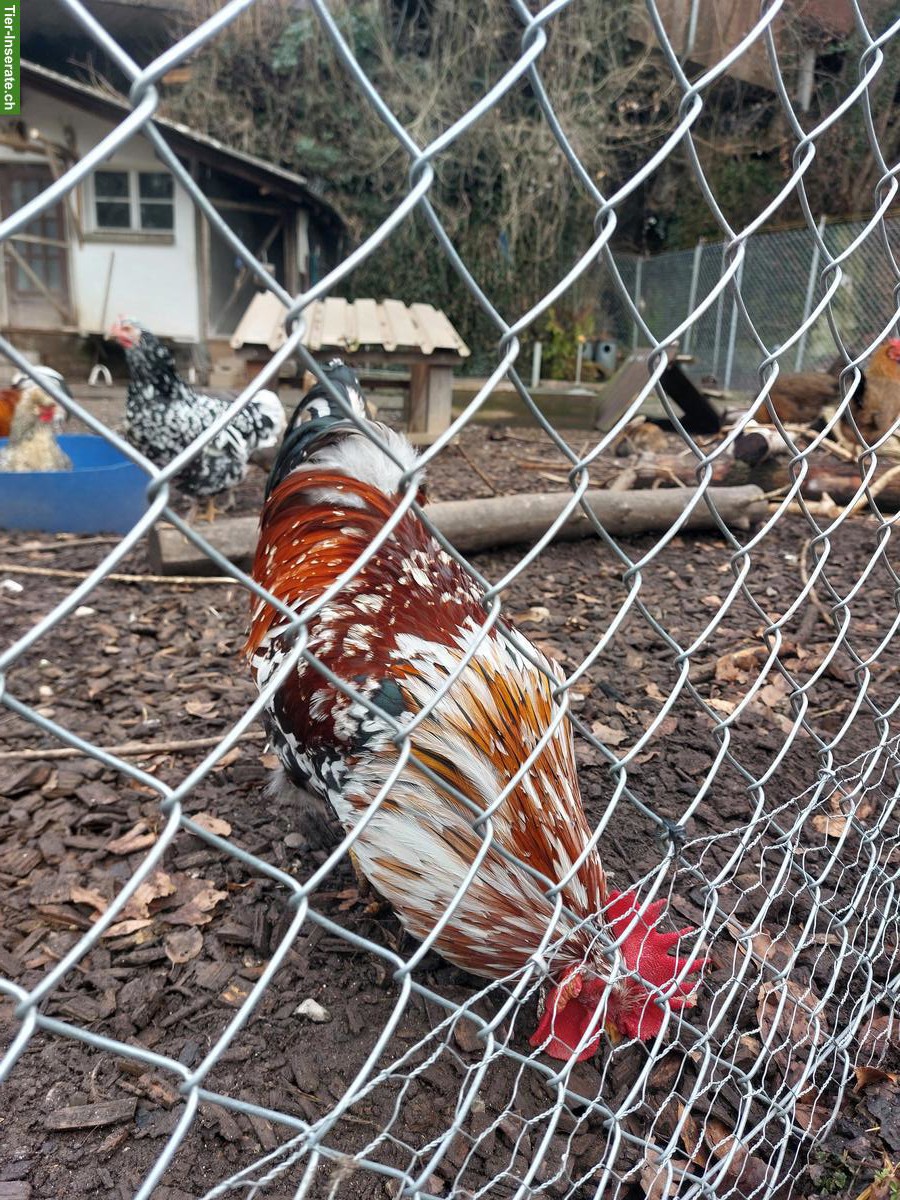 Bild 3: Schwedisches Blumenhuhn-Hahn sucht neue Hühnerschar