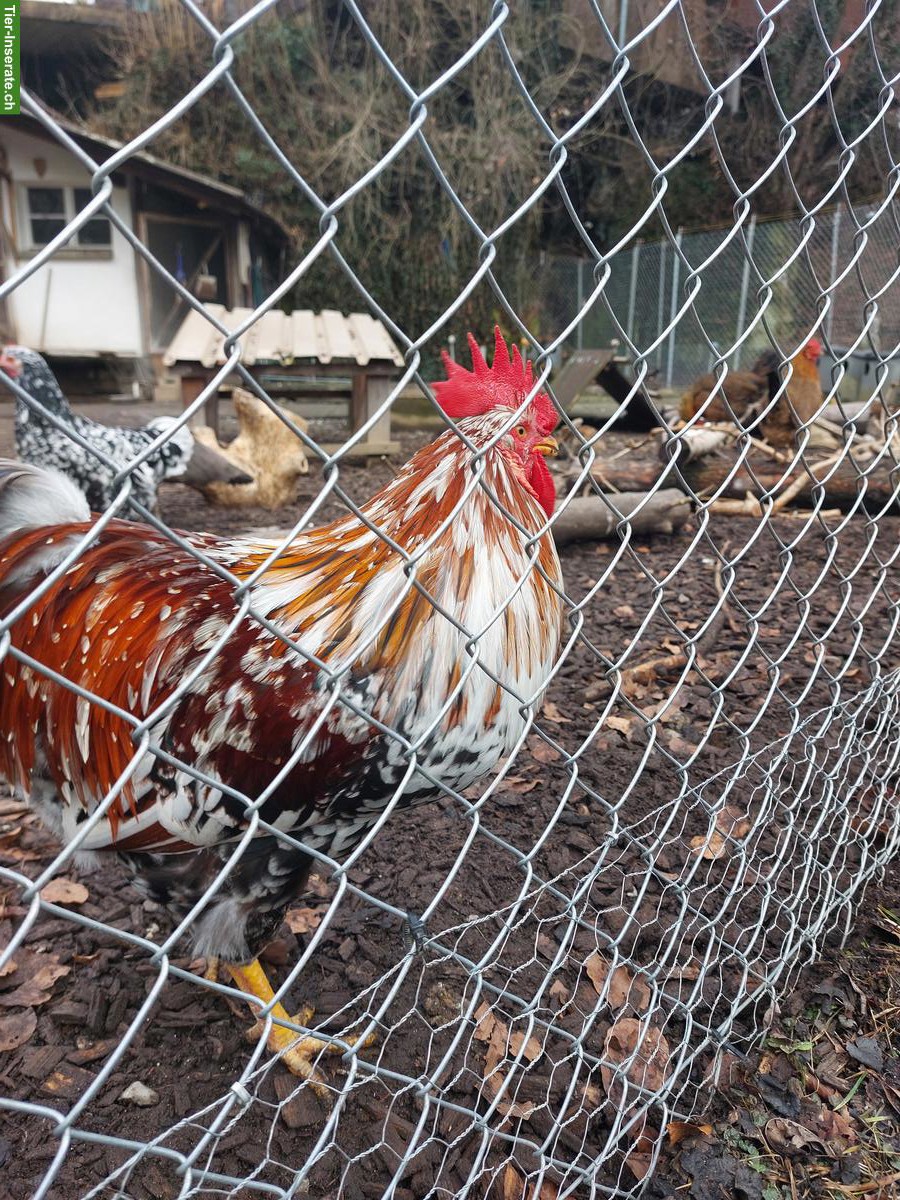 Bild 4: Schwedisches Blumenhuhn-Hahn sucht neue Hühnerschar