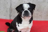 Mops Rüde Panda, 4-jährig