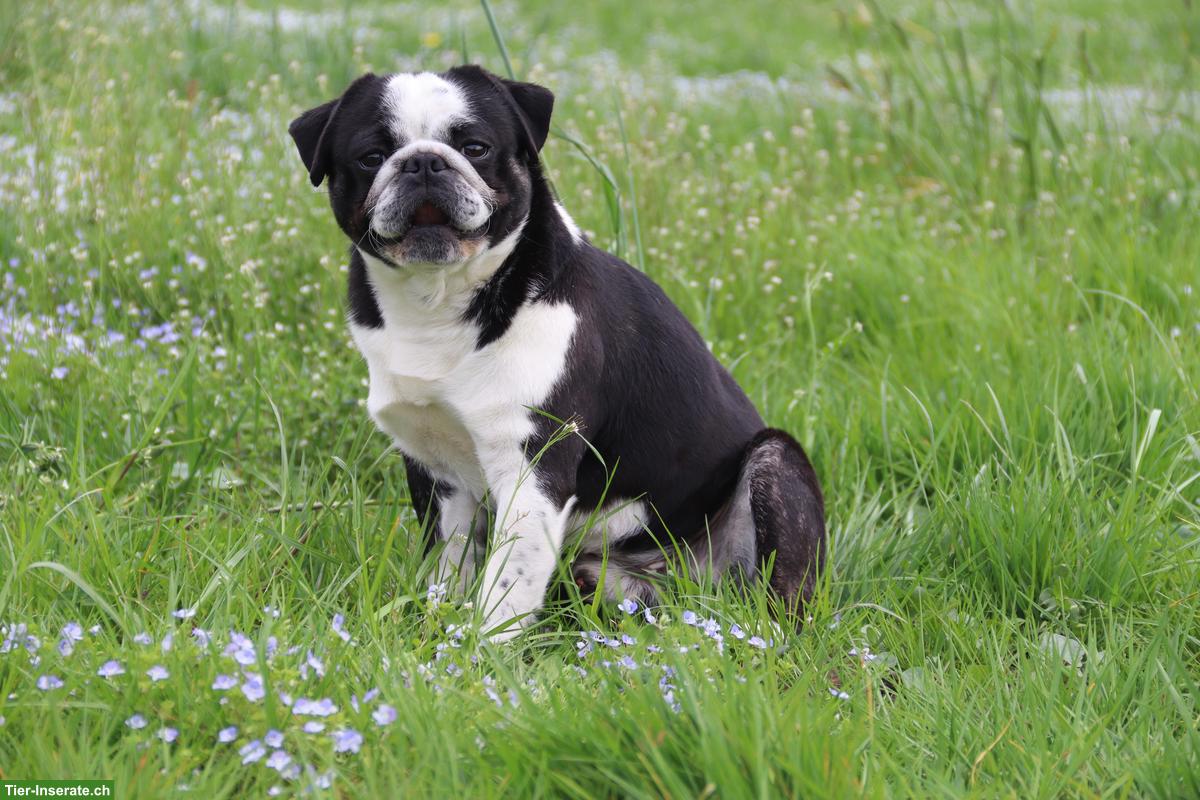 Bild 3: Mops Rüde Panda, 4-jährig