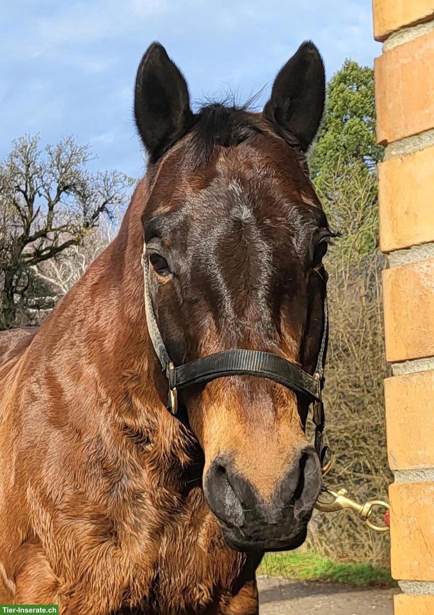Älterer, ruhiger Quarter Wallach zu verkaufen