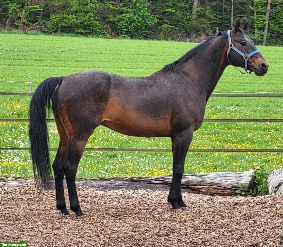 Bild 5: Älterer, ruhiger Quarter Wallach zu verkaufen