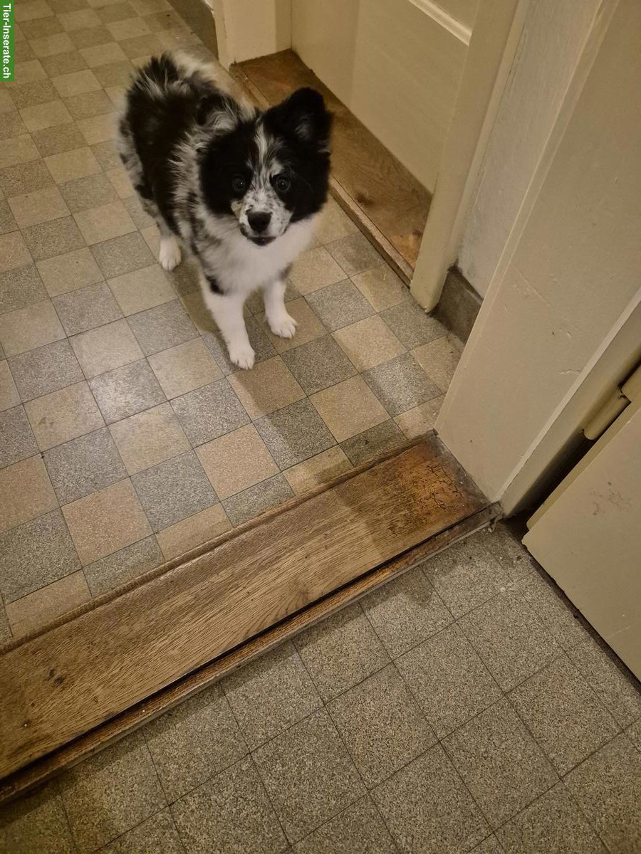 Bild 2: Deutscher Mittelspitz, 5 Monate