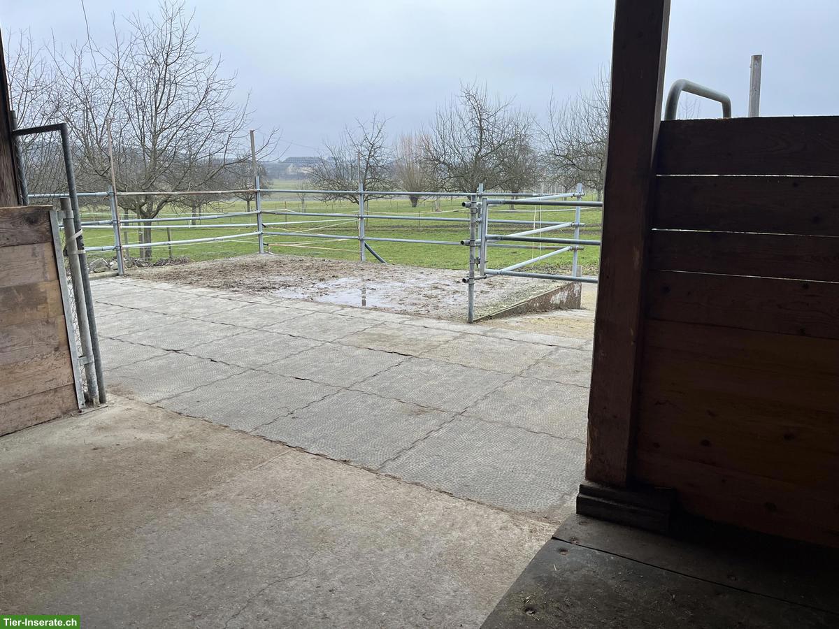 Offenstall für mehrere Pferde, Baldegg LU