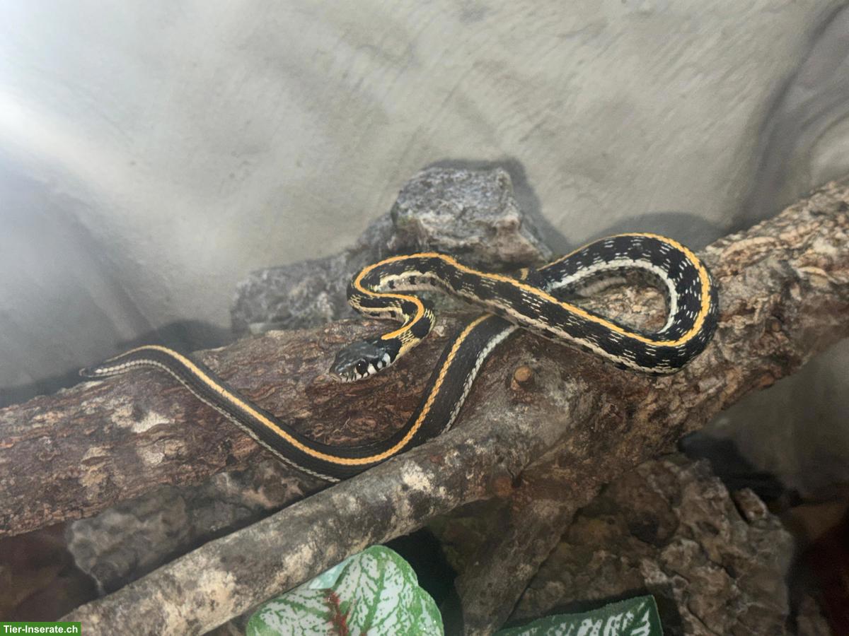 Schwarznacken-Strumpfbandnatter (Thamnophis cyrtopsis)