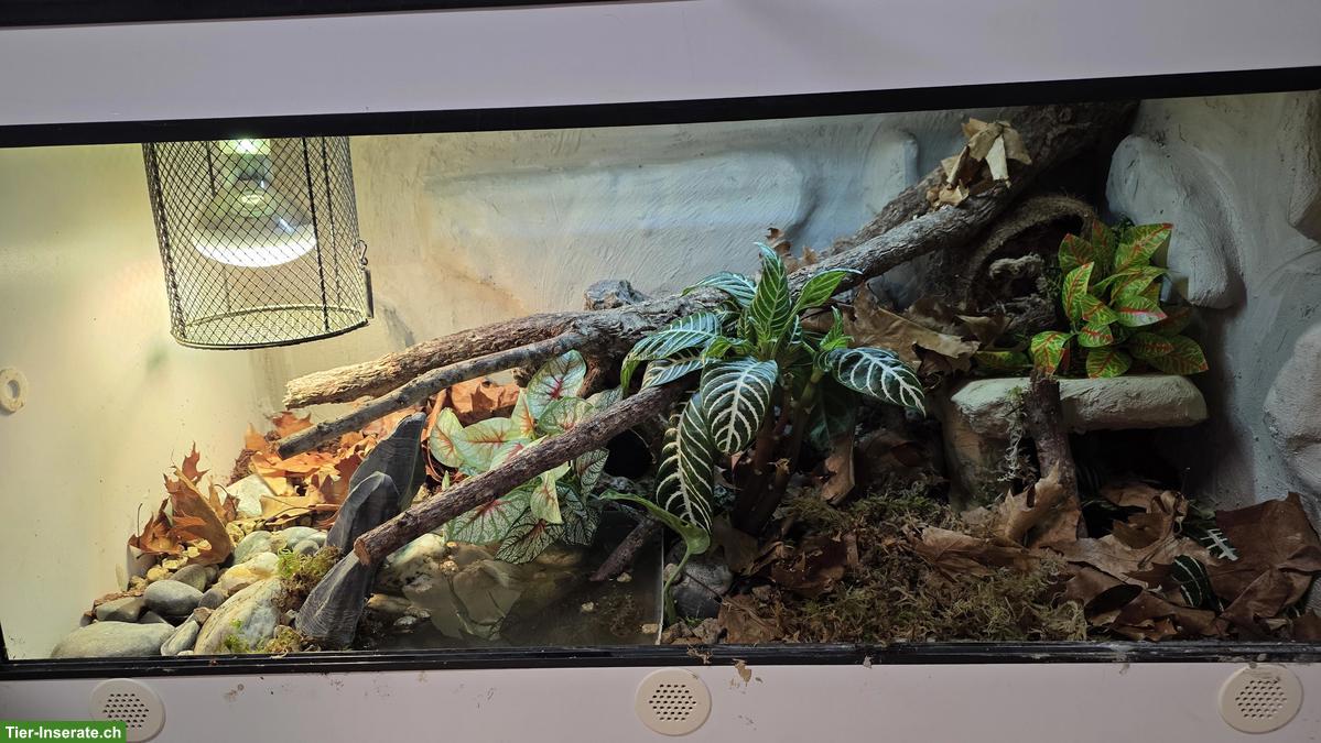 Bild 2: Schwarznacken-Strumpfbandnatter (Thamnophis cyrtopsis)