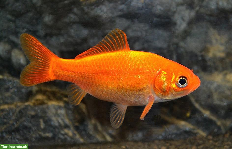 Goldfische GRATIS abzugeben