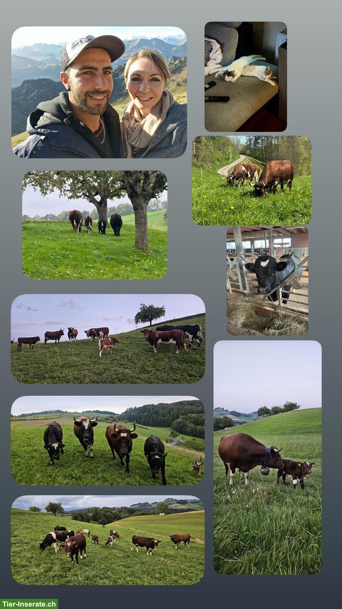 Wir suchen ein neues tierfreundliches Zuhause