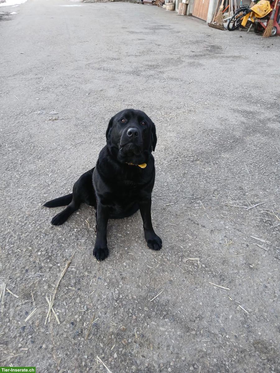 Schwarzer 5-jähriger Labrador Rüde, kastriert