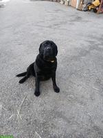 Schwarzer 5-jähriger Labrador Rüde, kastriert