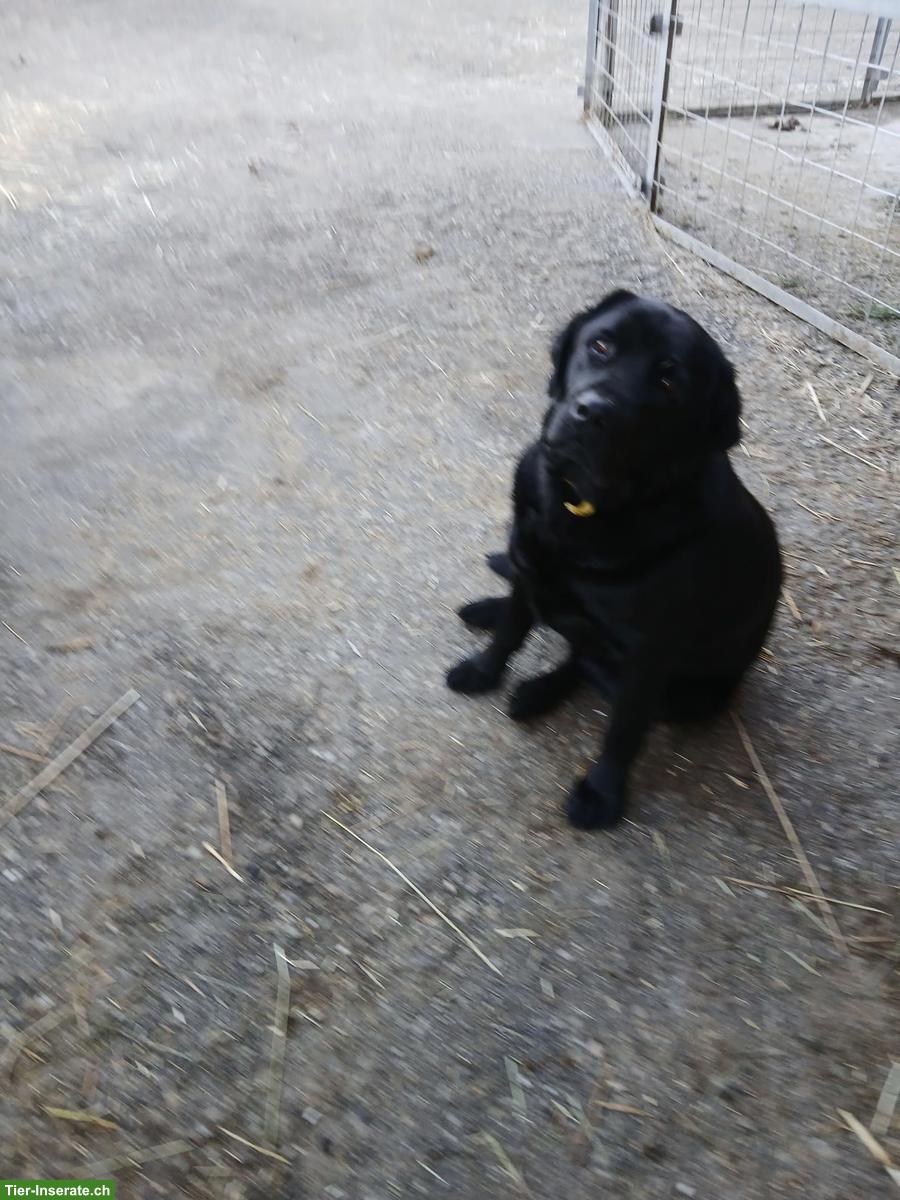 Bild 2: Schwarzer 5-jähriger Labrador Rüde, kastriert