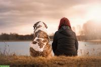 Energetische Unterstützung für Sie und Ihr Tier