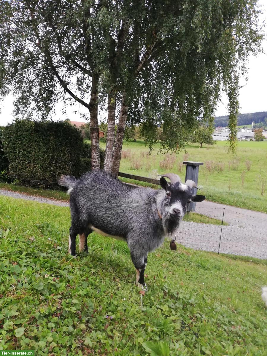 Schöner Zwergziegenbock zu verkaufen