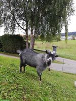 Schöner Zwergziegenbock zu verkaufen