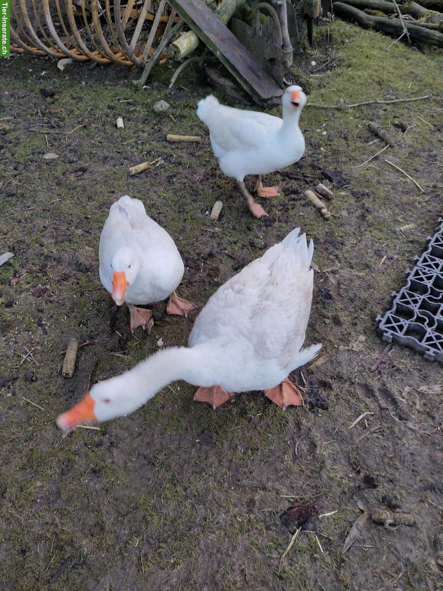 Diepholzergänse: 2 Gänse und 1 Ganter