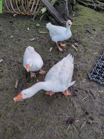 Diepholzergänse: 2 Gänse und 1 Ganter