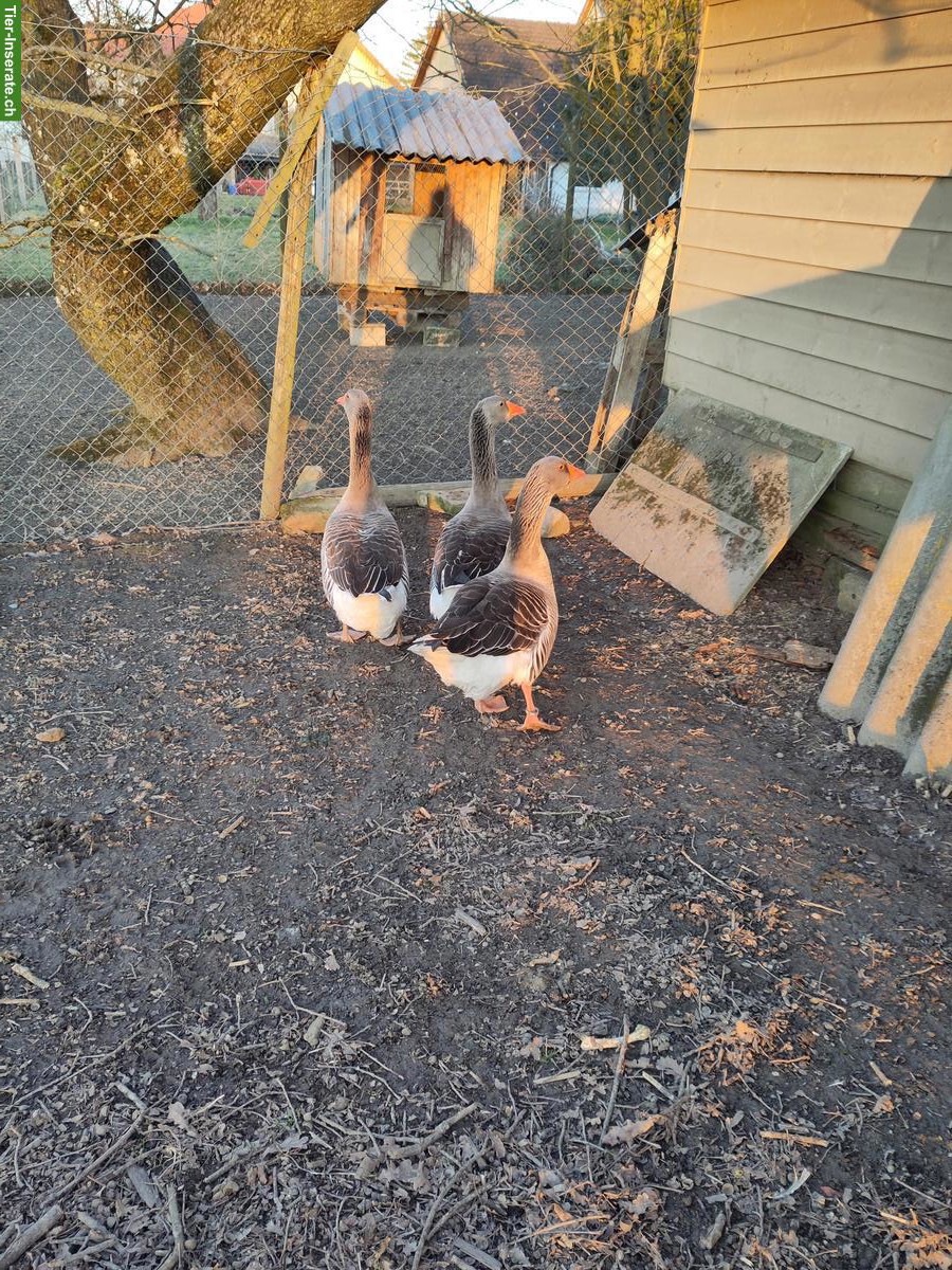 Pommerngänse zu verkaufen, 2 Gänse & 1 Ganter