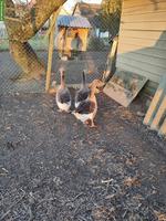 Pommerngänse zu verkaufen, 2 Gänse & 1 Ganter