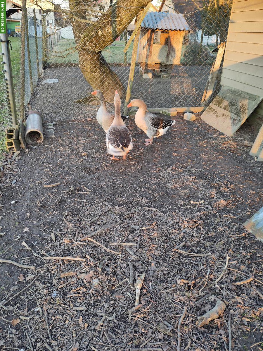 Bild 2: Pommerngänse zu verkaufen, 2 Gänse & 1 Ganter