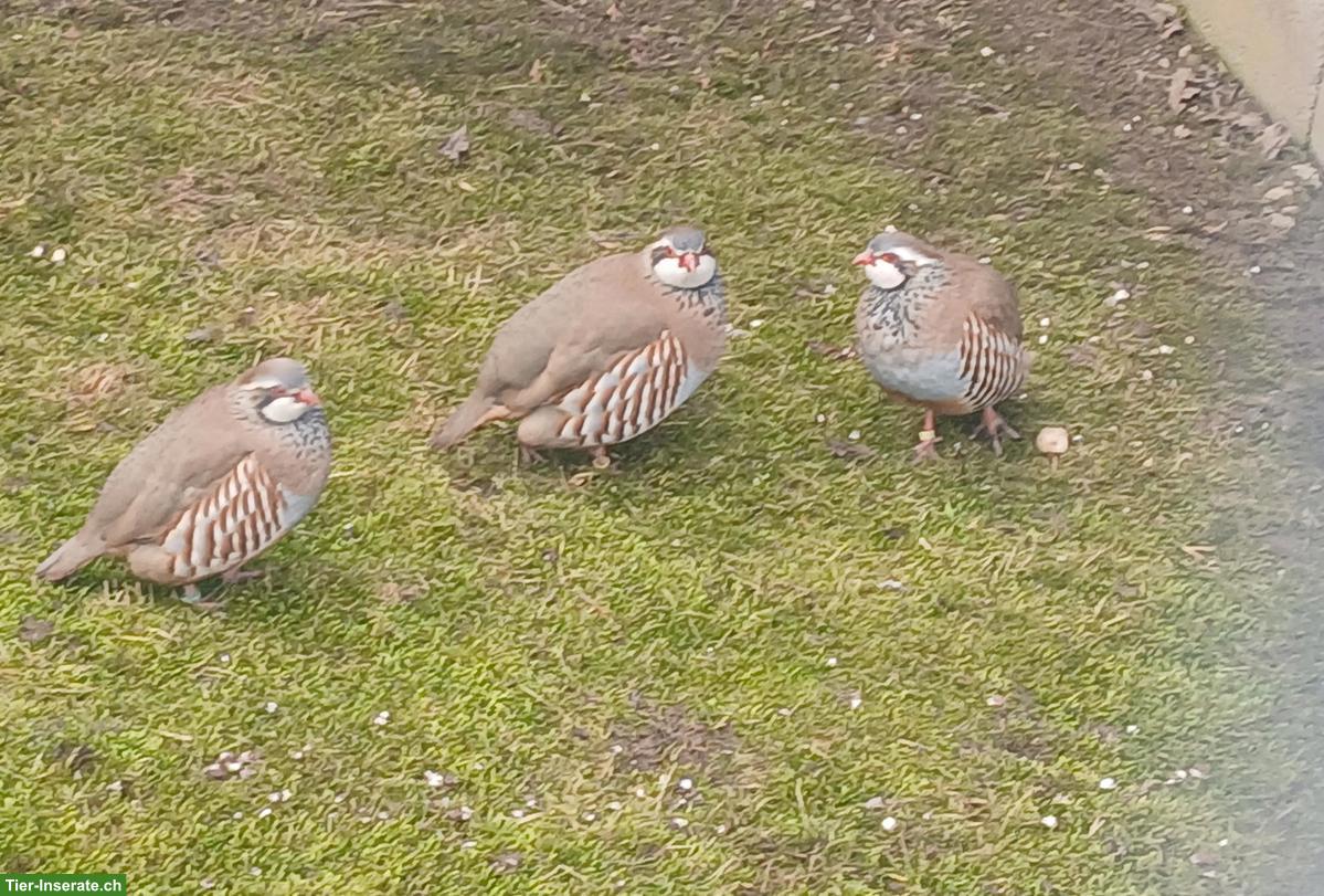 Rothühner abzugeben: Zuchtpaar 2023 & 2 Naturbruten 2025