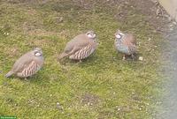 Rothühner abzugeben: Zuchtpaar 2023 & 2 Naturbruten 2025