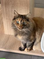 Bengal-Mix & Maine-Coon-Mix, sehr verschmuste Katzen