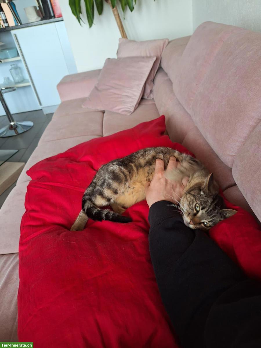 Bild 3: Bengal-Mix & Maine-Coon-Mix, sehr verschmuste Katzen