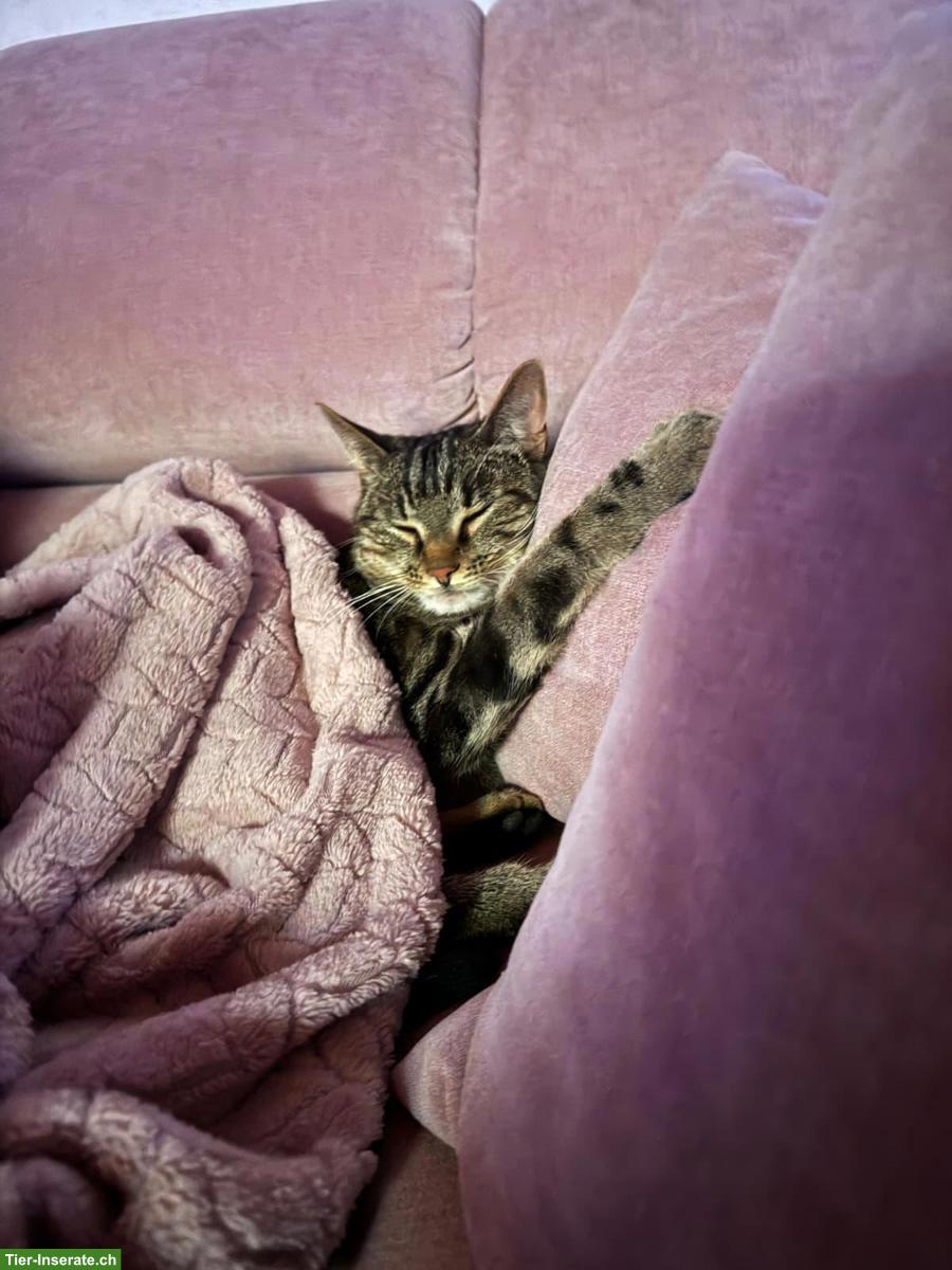 Bild 4: Bengal-Mix & Maine-Coon-Mix, sehr verschmuste Katzen