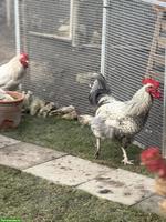 GRATIS: Junge italienische Hähne