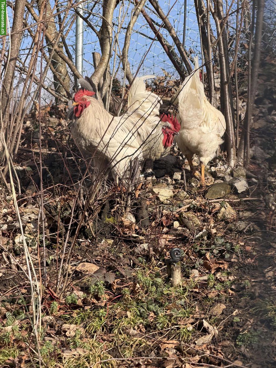 Bild 3: GRATIS: Junge italienische Hähne