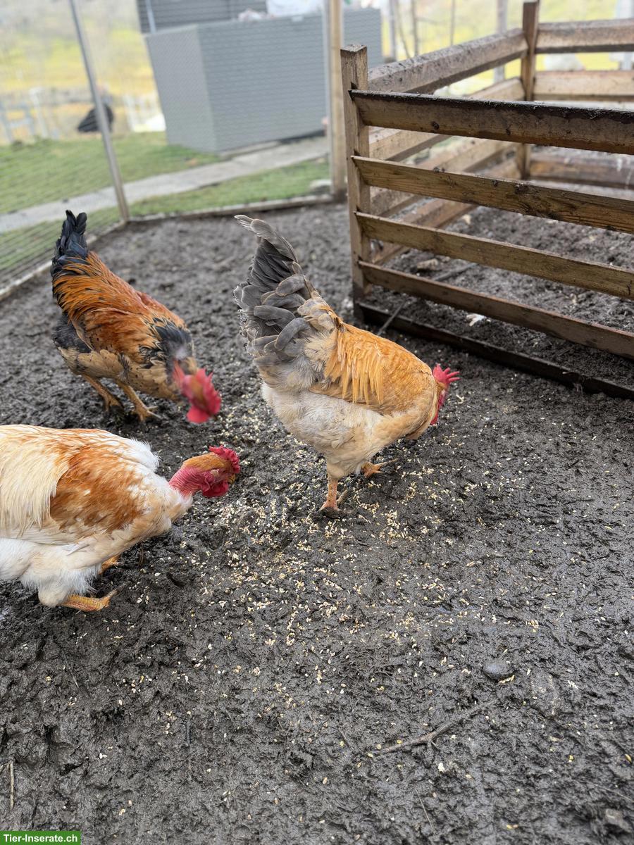 Bild 4: GRATIS: Junge italienische Hähne