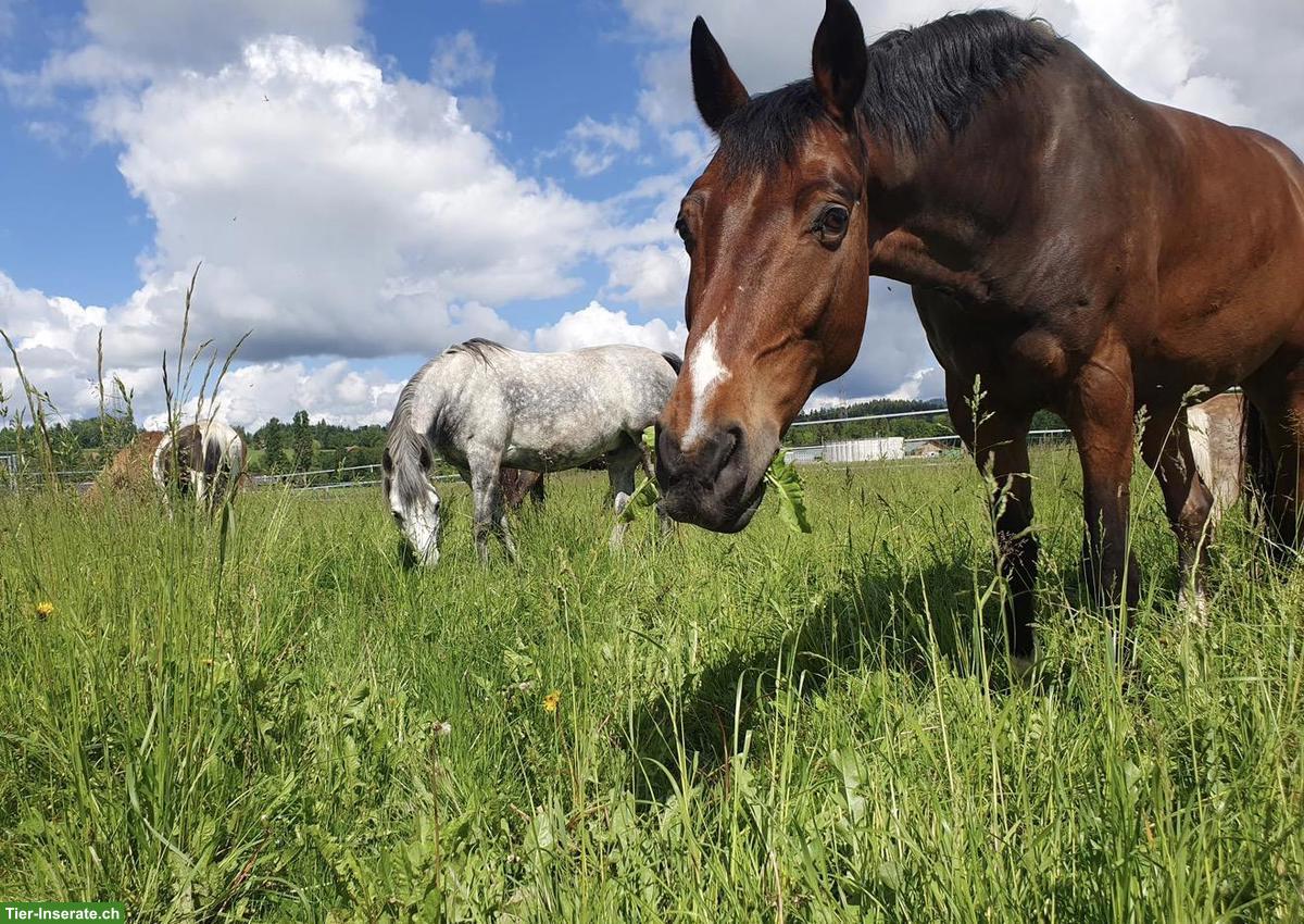 Schweizer Warmblut Wallach zu verkaufen