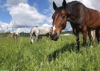 Schweizer Warmblut Wallach zu verkaufen