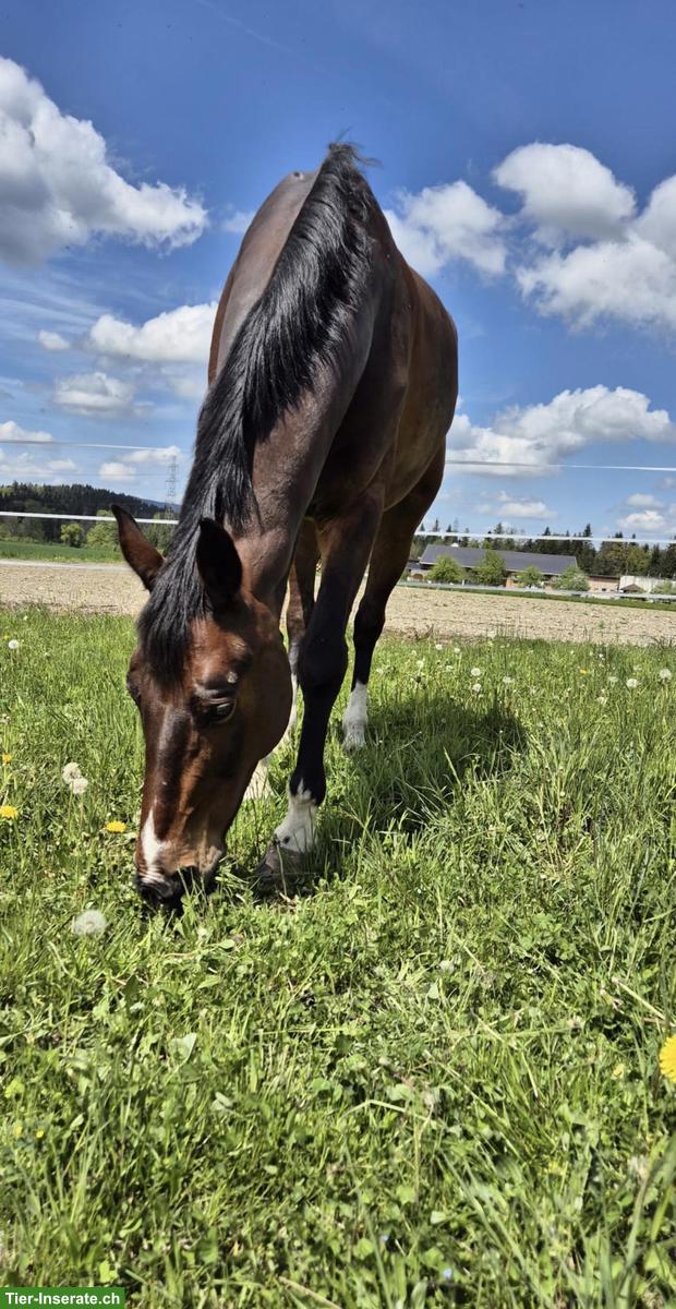 Bild 2: Schweizer Warmblut Wallach zu verkaufen