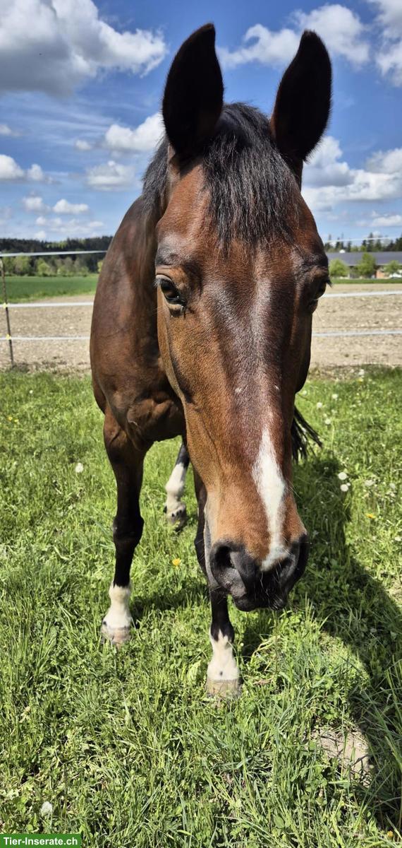 Bild 3: Schweizer Warmblut Wallach zu verkaufen