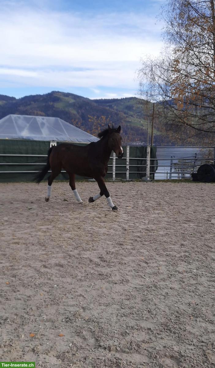 Bild 4: Schweizer Warmblut Wallach zu verkaufen