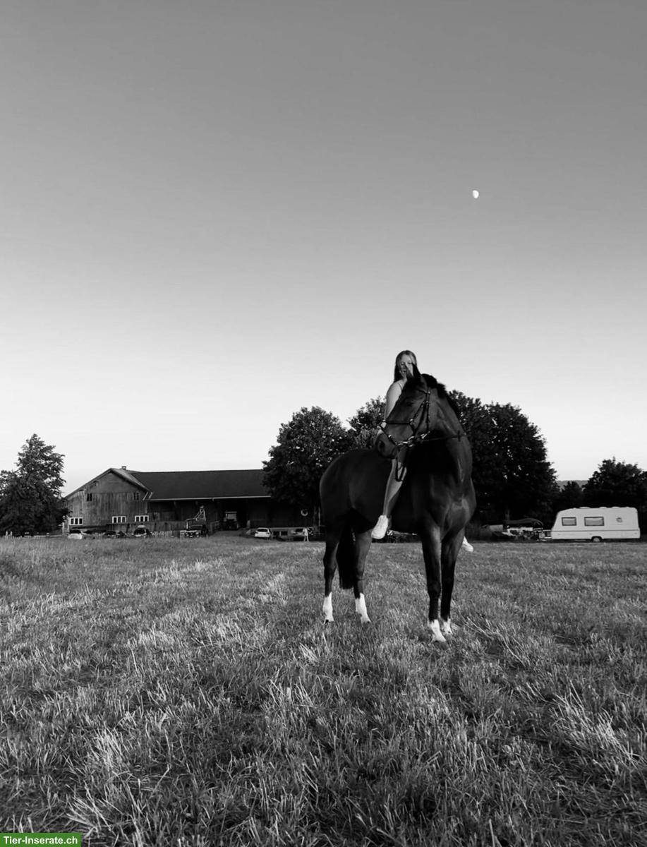 Bild 6: Schweizer Warmblut Wallach zu verkaufen