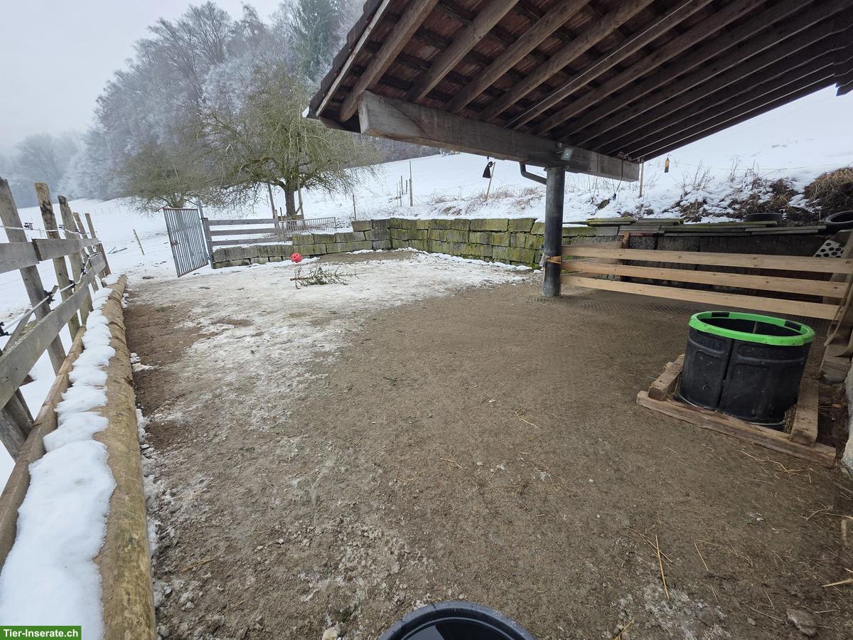 Dringend Pony Kumpel gesucht in Freilaufstall, Muhen AG