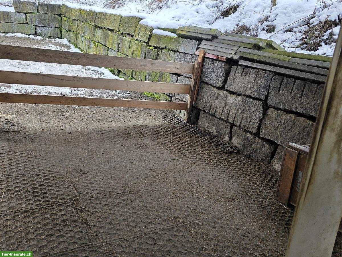 Bild 2: Dringend Pony Kumpel gesucht in Freilaufstall, Muhen AG