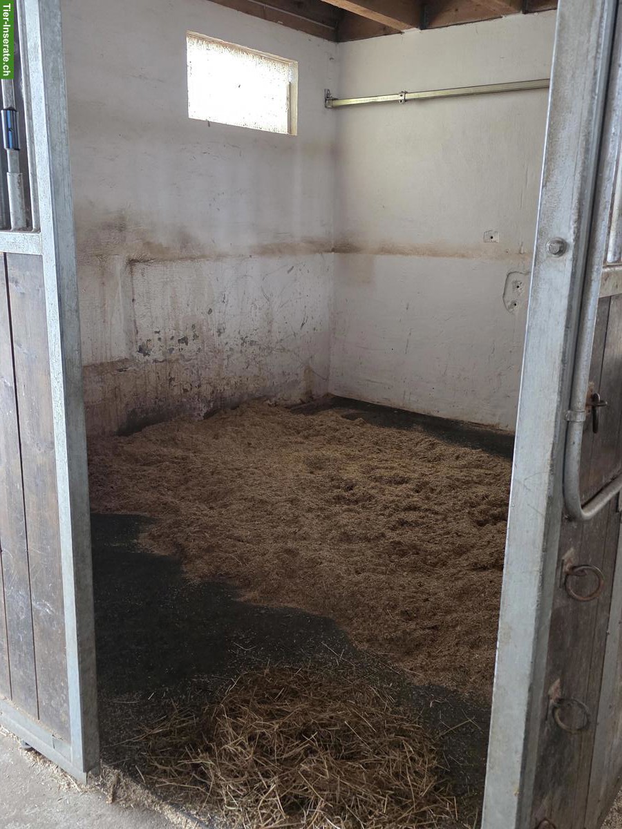 Bild 3: Dringend Pony Kumpel gesucht in Freilaufstall, Muhen AG