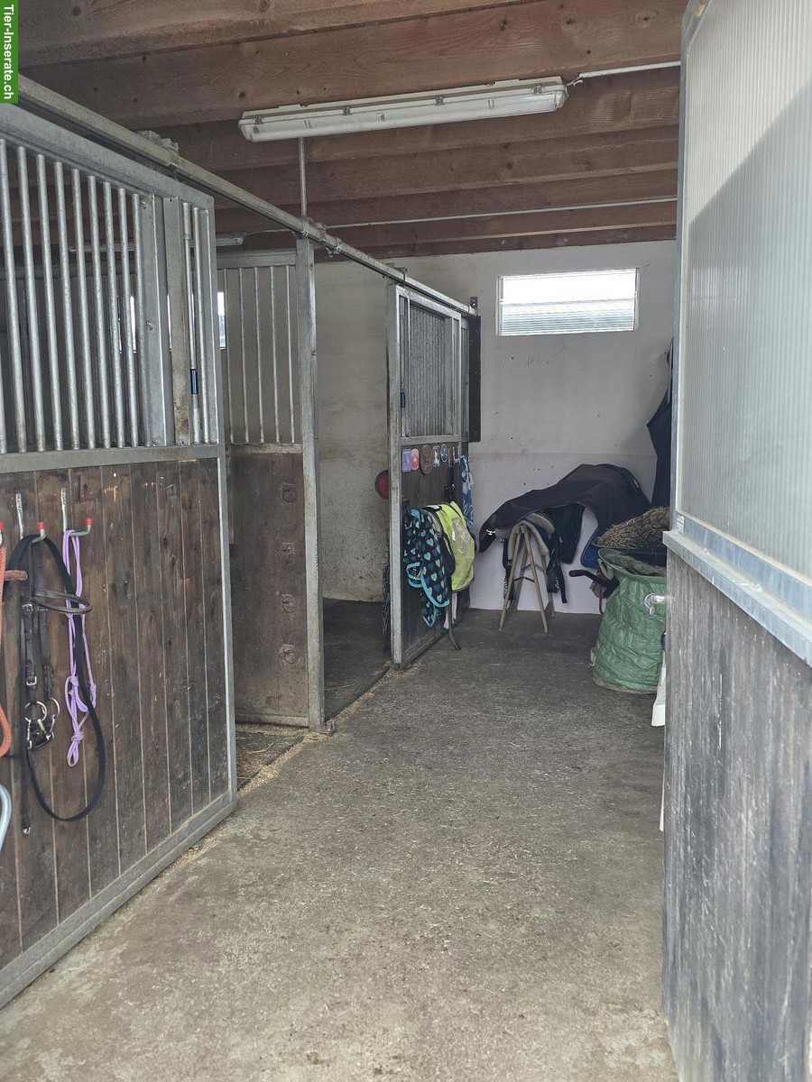 Bild 4: Dringend Pony Kumpel gesucht in Freilaufstall, Muhen AG