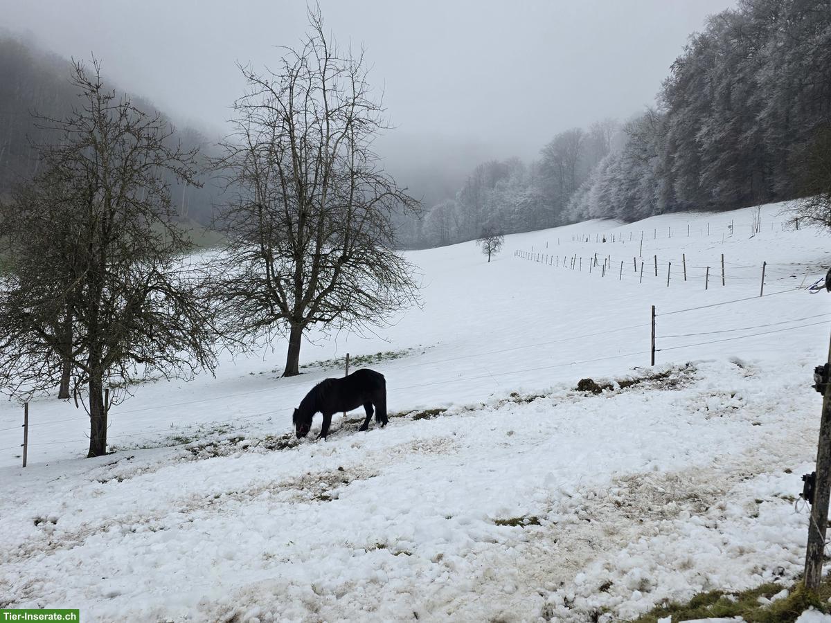 Bild 5: Dringend Pony Kumpel gesucht in Freilaufstall, Muhen AG
