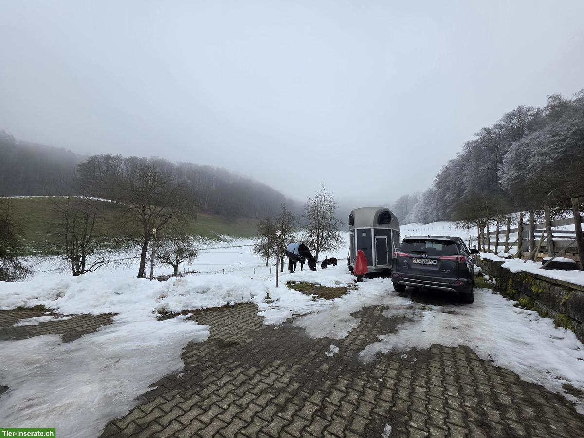 Bild 6: Dringend Pony Kumpel gesucht in Freilaufstall, Muhen AG