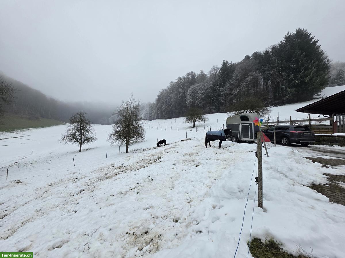 Bild 7: Dringend Pony Kumpel gesucht in Freilaufstall, Muhen AG