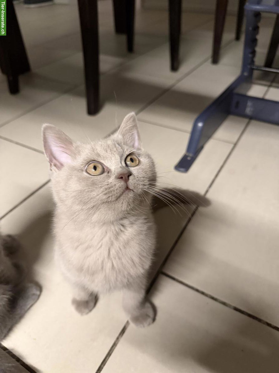 Junger Britisch Kurzhaar Kater sucht neues Zuhause