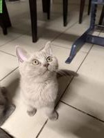 Junger Britisch Kurzhaar Kater sucht neues Zuhause